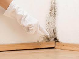 Pine Mountain Clu, CA Mold Remediation Company